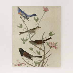Puzzle Bunting, Sparrow, Junco, (finches) los pájaros de 