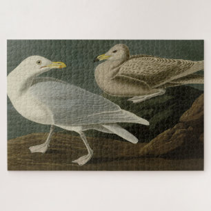 Puzzle Burgomaster Gull - de Aves de América en Audubon