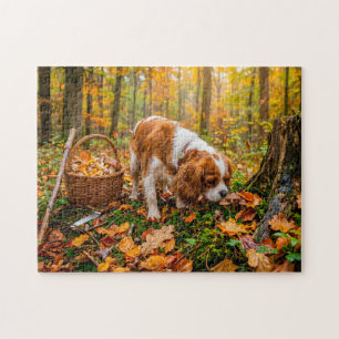 Puzzle Búsqueda de setas de spaniel en bosque otoñal