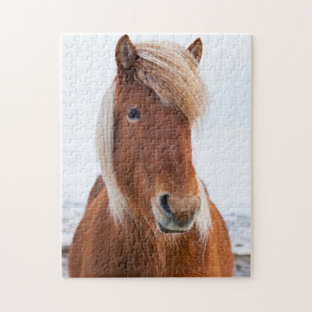 Puzzle Caballo islandés durante el invierno (Vertical)
