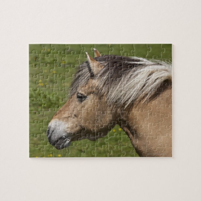 Puzzle Caballo noruego del fiordo (Horizontal)