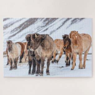 Puzzle Caballos islandeses en pastizales de invierno cerc