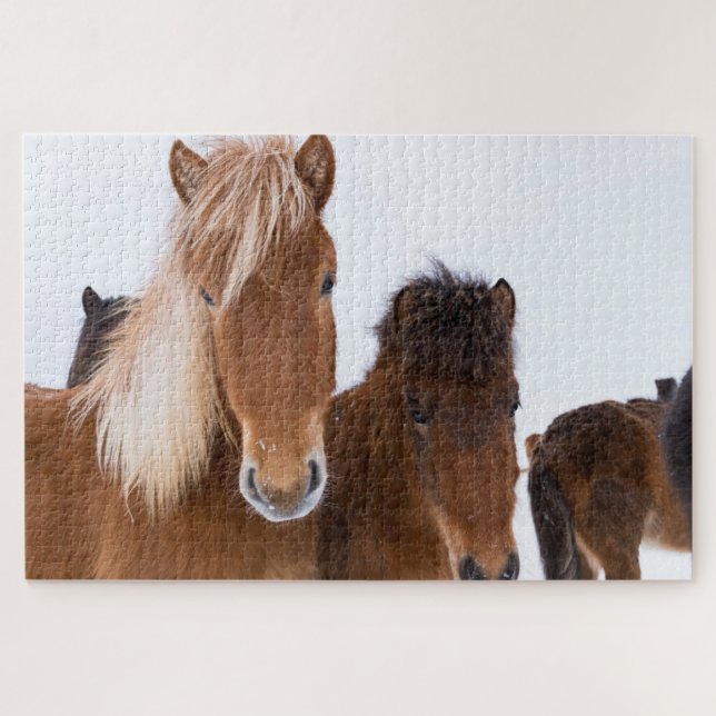 Puzzle Caballos islandeses lindos juntos (Horizontal)