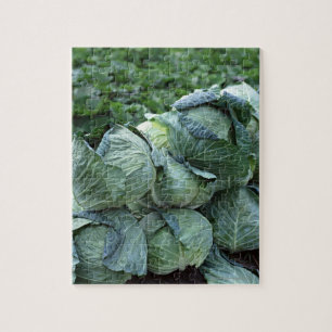Puzzle Cabbage