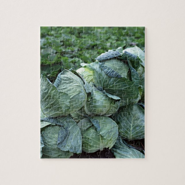 Puzzle Cabbage (Vertical)