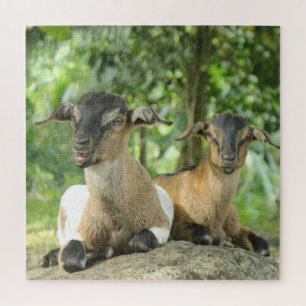 Puzzle Cabras de Bebé Silly