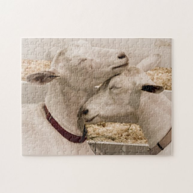 Puzzle Cabras Snuggling (Horizontal)