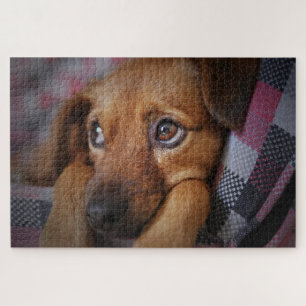 Puzzle Cachorro Adorable
