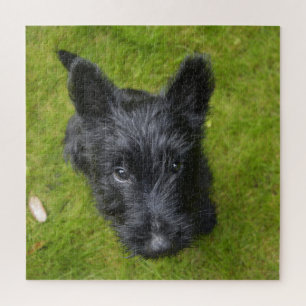 Puzzle Cachorro adorable de terrier escocés