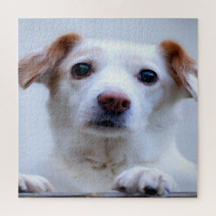 Puzzle Cachorro Blanco Adorable