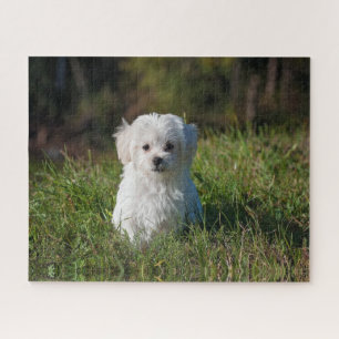 Puzzle Cachorro blanco lindo