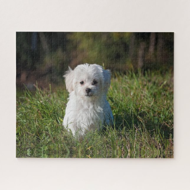 Puzzle Cachorro blanco lindo (Horizontal)
