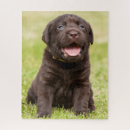 Puzzle Cachorro de Chocolate Lab