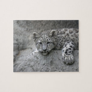 Puzzle cachorro de leopardo de las nieves de 4 meses tend