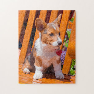 Puzzle cachorro de Pembroke Welsh Corgi sentado en un ban