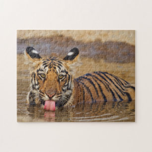 Puzzle Cachorro de Tigre de Bengala Real, bebiendo agua