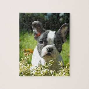 Puzzle Cachorro de toros negro y blanco francés