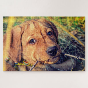 Puzzle Cachorro Labrador