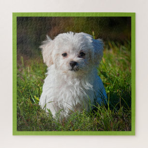 Puzzle Cachorro maltés en la hierba