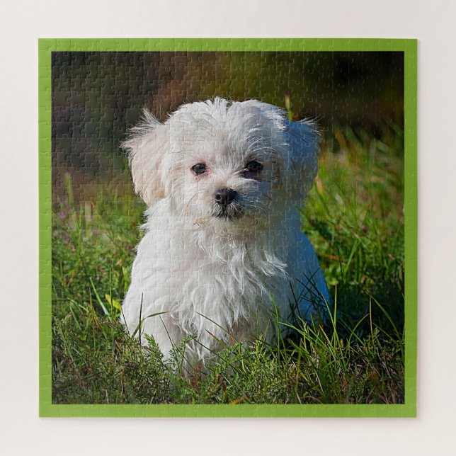Puzzle Cachorro maltés en la hierba (Vertical)