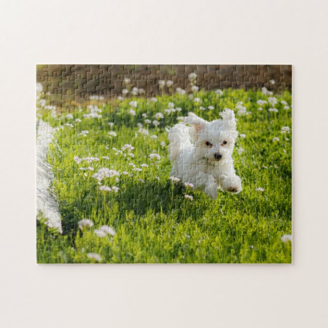 Puzzle Cachorro maltés lindo en marcha (Horizontal)