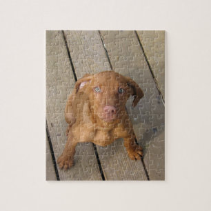 Puzzle cachorro vizsla