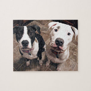 Puzzle cachorros adorables de pitbull perros
