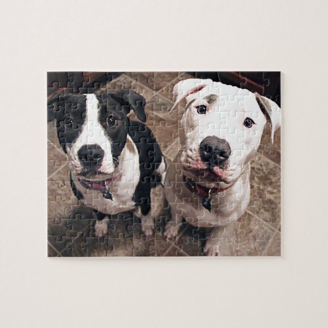 Puzzle cachorros adorables de pitbull perros (Horizontal)