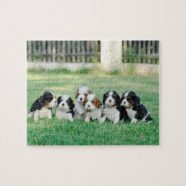 Puzzle Cachorros de Cavalier King Charles Spaniel