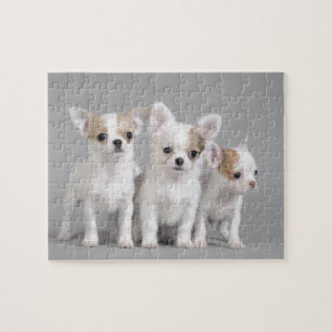Puzzle Cachorros de Chihuahua