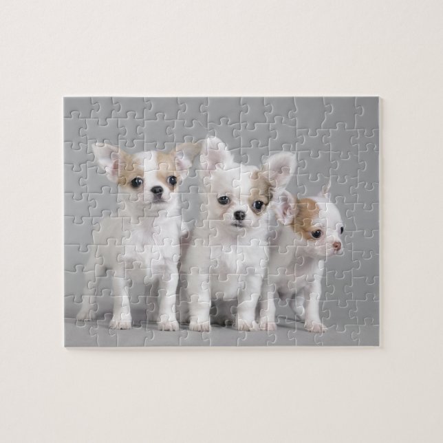 Puzzle Cachorros de Chihuahua (Horizontal)