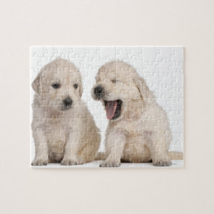 Puzzle Cachorros de Golden Retriever (4 semanas de edad)