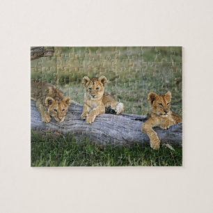 Puzzle Cachorros de León en Tronco