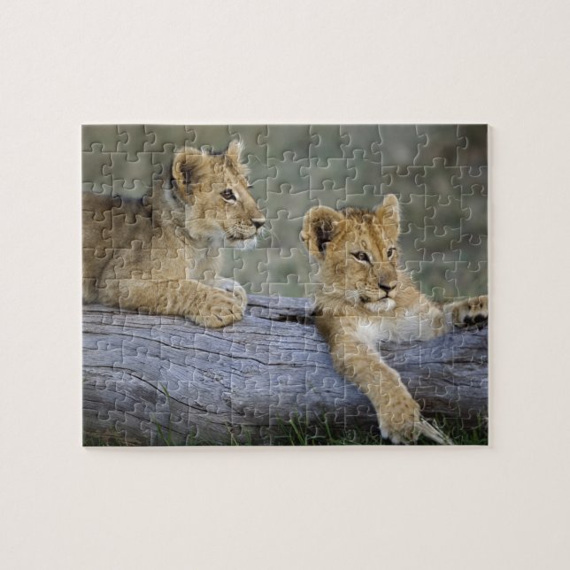 Puzzle Cachorros de León en Tronco (Horizontal)