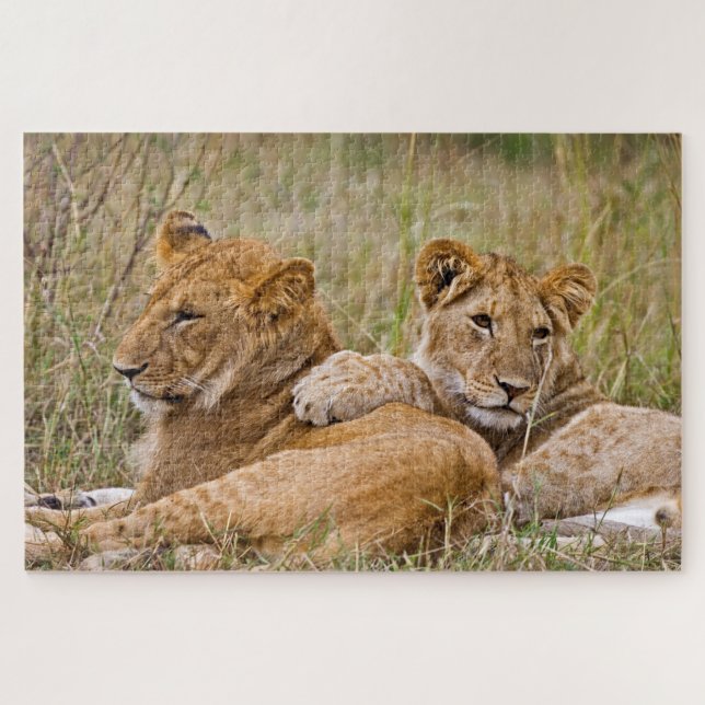 Puzzle Cachorros de León Reposando (Horizontal)