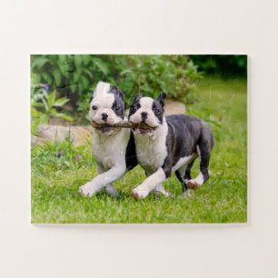 Puzzle Cachorros de perros de Boston Terrier jugando