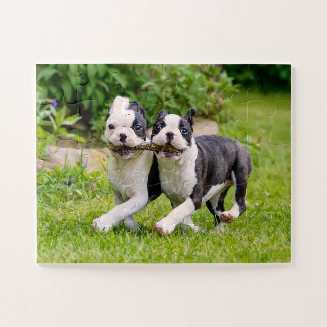 Puzzle Cachorros de perros de Boston Terrier jugando (Horizontal)