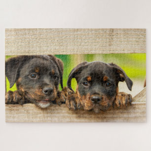 Puzzle Cachorros de Rottweiler
