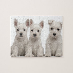 Puzzle Cachorros de West Highland Terrier (7 semanas de e