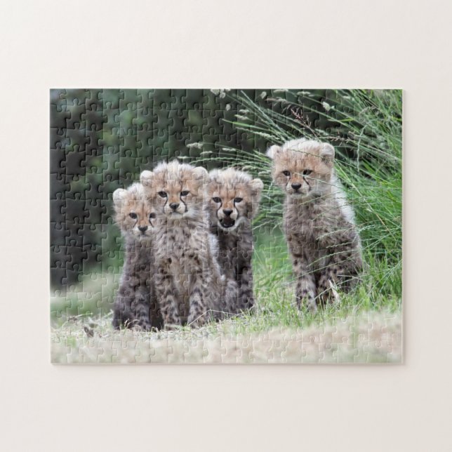 Puzzle Cachorros del guepardo (Horizontal)