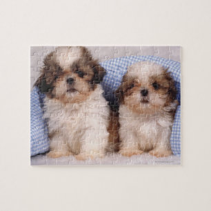 Puzzle Cachorros Shih Tzu bajo una manta a cuadros