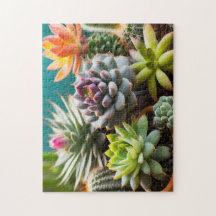 Cacti y grupos de suculentos