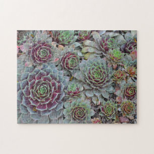 Puzzle Cactus de gallinas