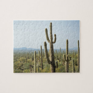 Puzzle Cactus en el parque nacional de Saguaro, Arizona 2