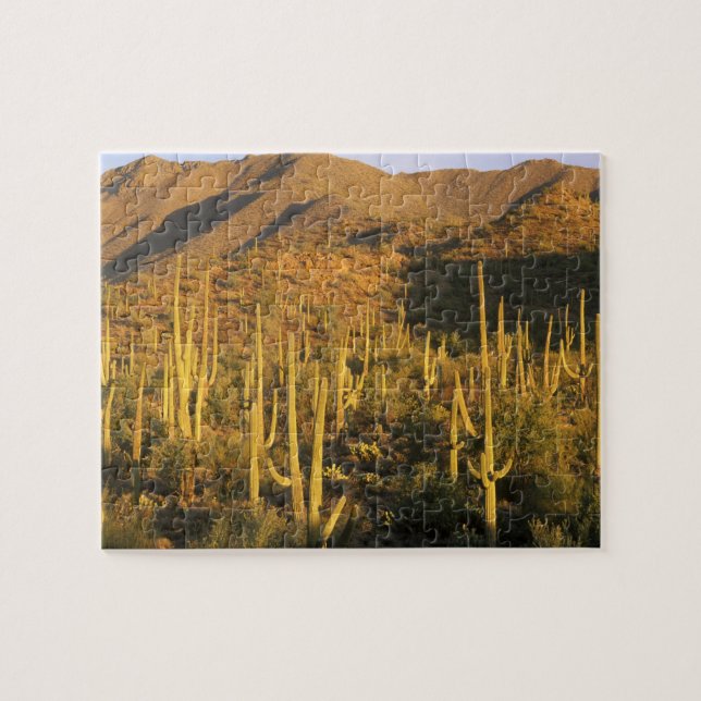 Puzzle Cactus saguaro en el Parque Nacional Saguaro cerca (Horizontal)