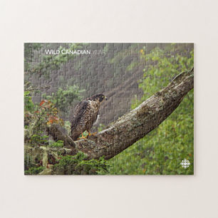 Puzzle Cae - Halcón Peregrino