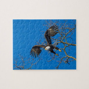 Puzzle Caída del águila calva