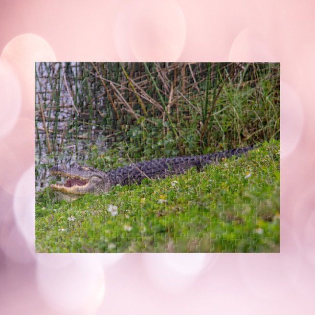 Puzzle Caimán en Humedales de Florida Fotografía (A puzzle of an alligator enjoying the grass at some wetlands in Florida)