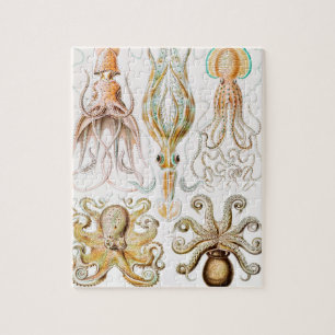 Puzzle Calamar del pulpo, Gamochonia por Ernst Haeckel
