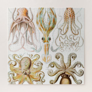 Puzzle Calamar del pulpo, Gamochonia por Ernst Haeckel